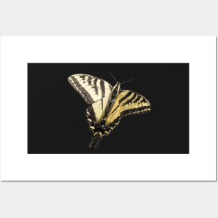 Western Tiger Swallowtail Butterfly Sticker Posters and Art